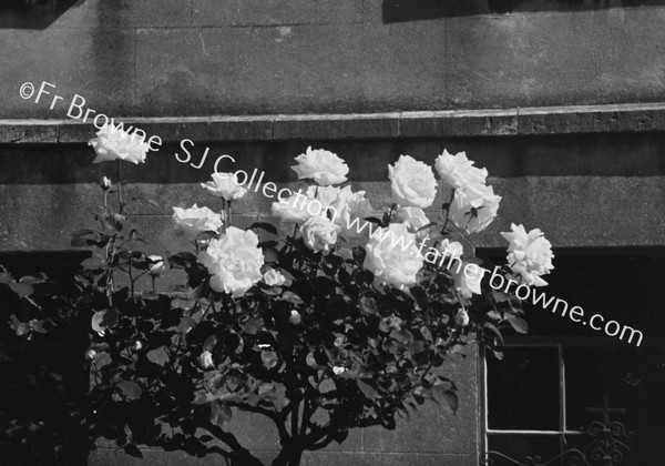 ROSES IN BLACKROCK CONVENT